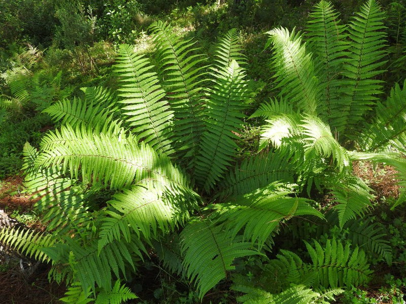 Alpine Woodfern photo 4