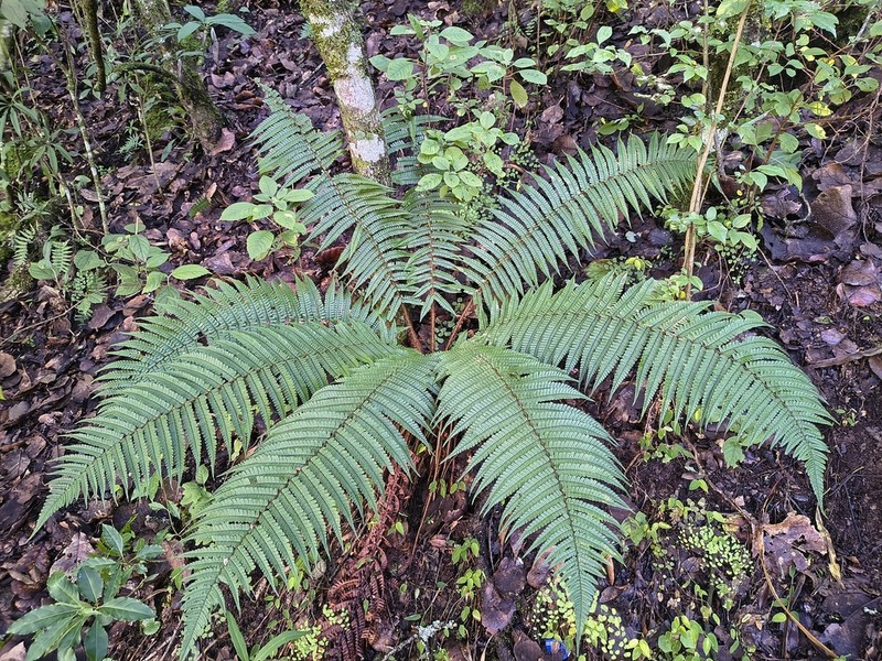 Alpine Woodfern photo 5