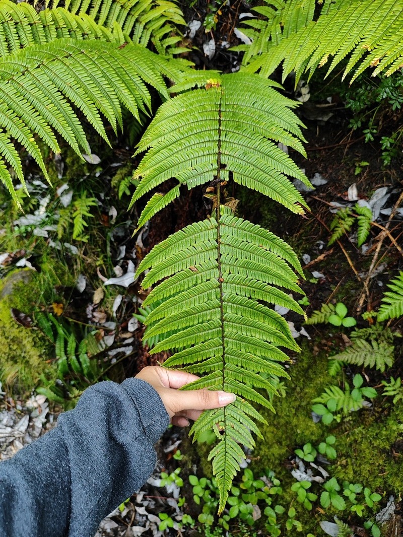 Alpine Woodfern photo 6