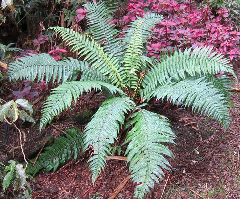 Alpine Woodfern photo 7