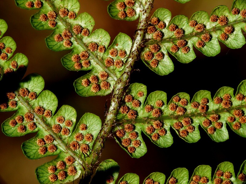Alpine Woodfern photo 8