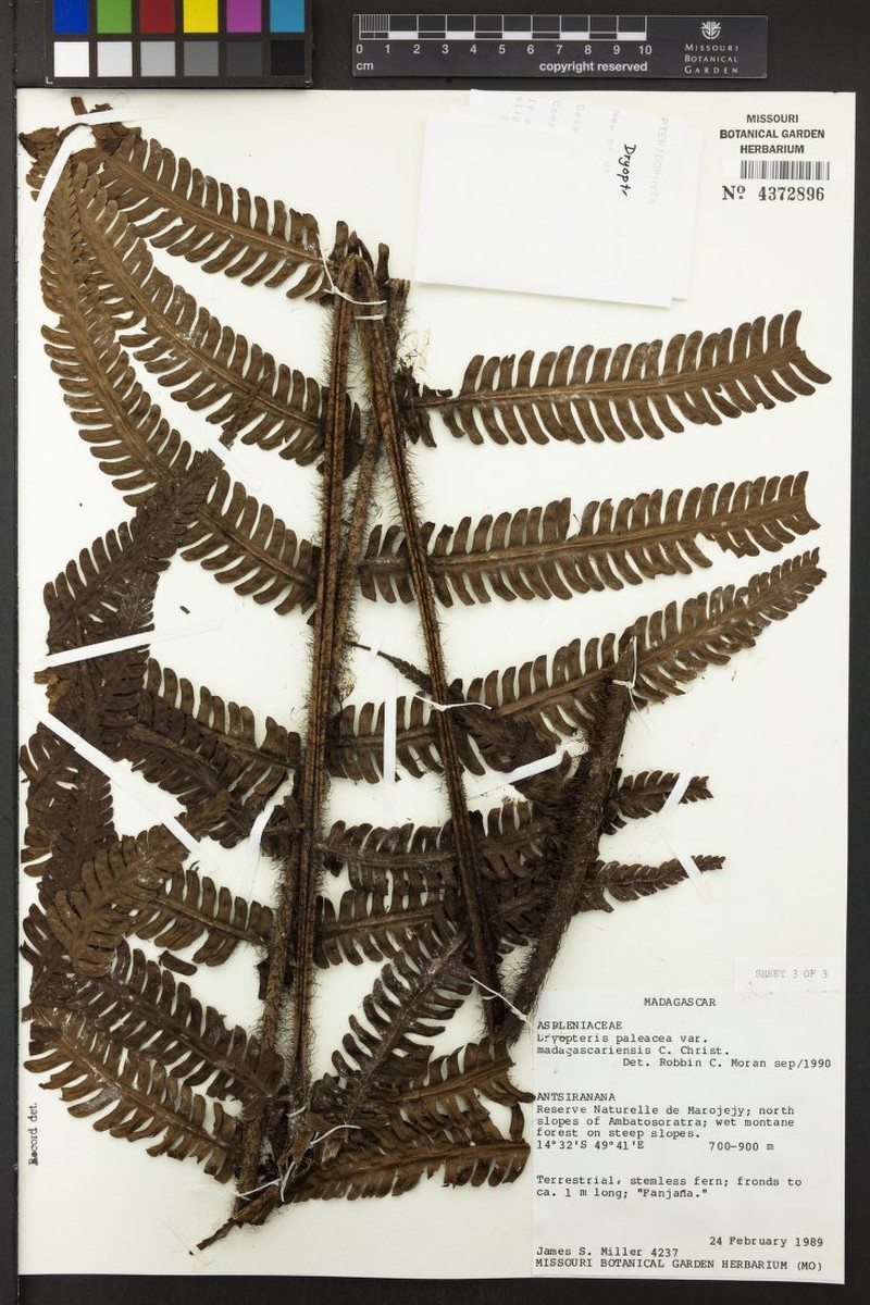 Dryopteris wallichiana subsp. madagascariensis