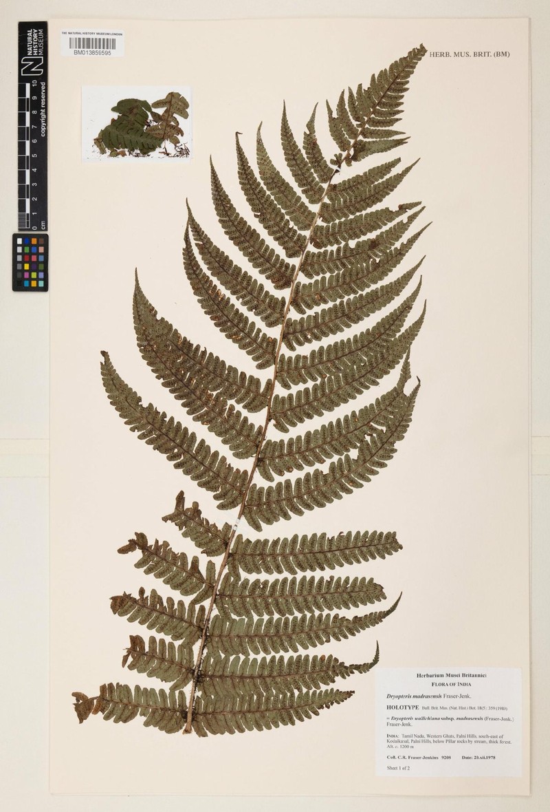 Dryopteris wallichiana subsp. madrasensis