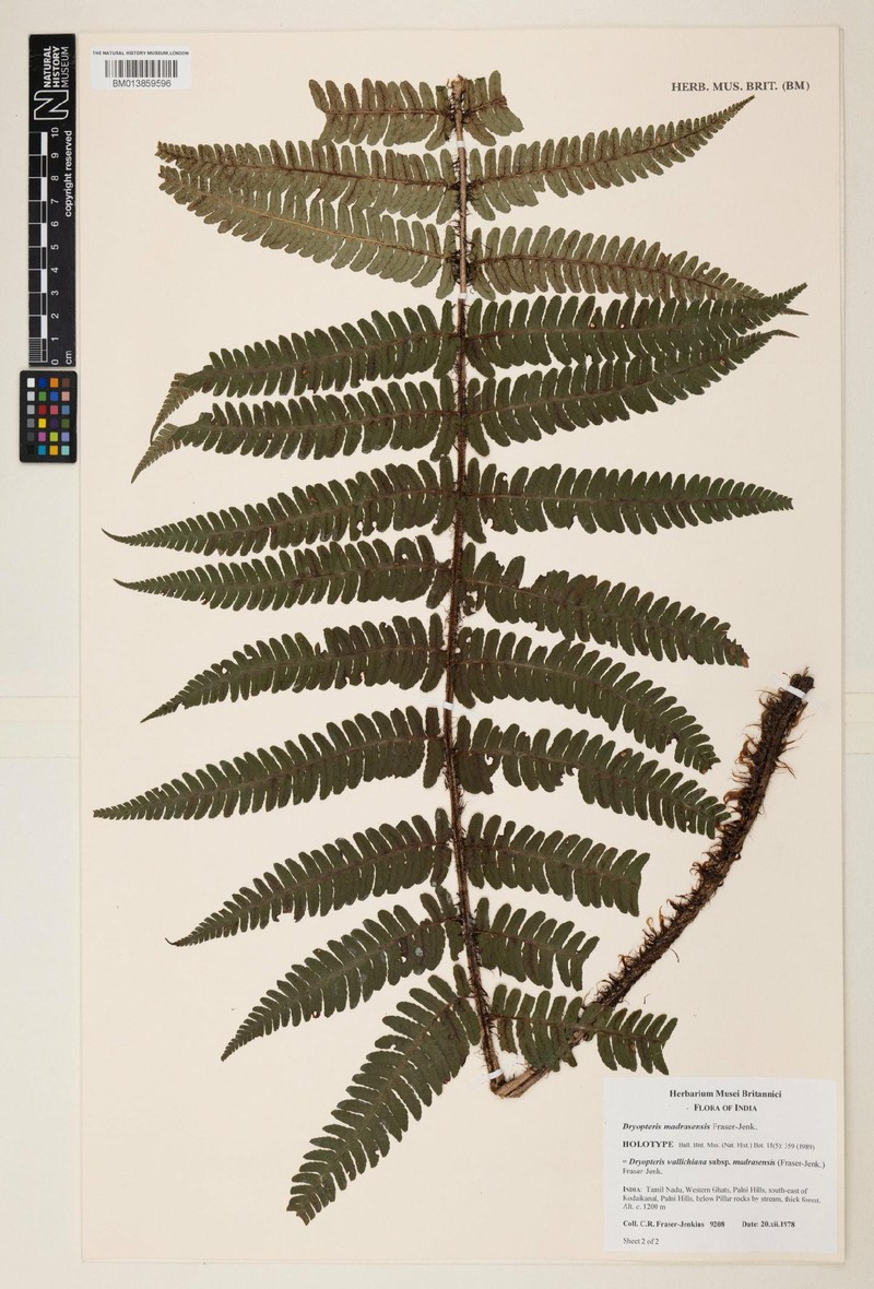 Dryopteris wallichiana subsp. madrasensis photo 2