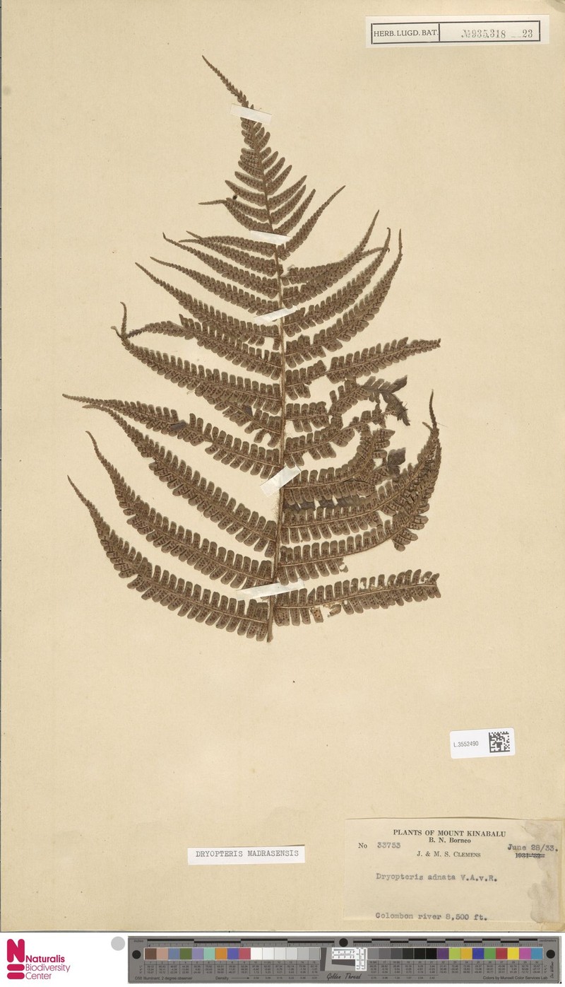 Dryopteris wallichiana subsp. madrasensis photo 3