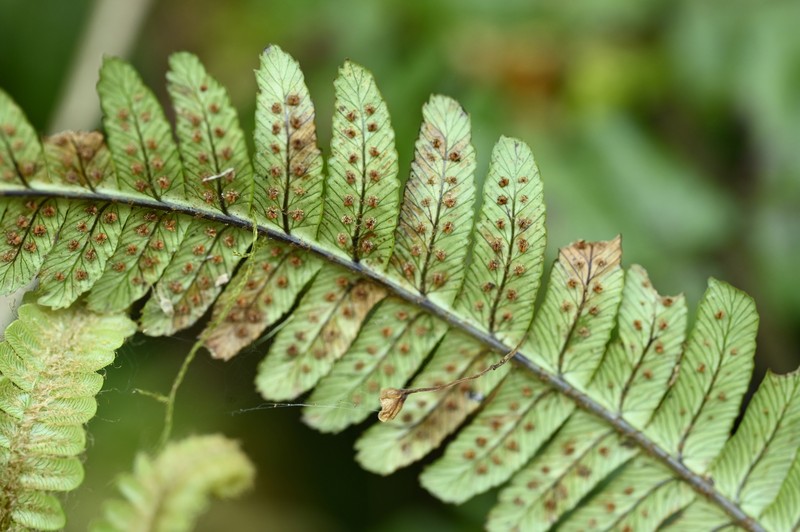 Dryopteris wallichiana subsp. pachyphylla
