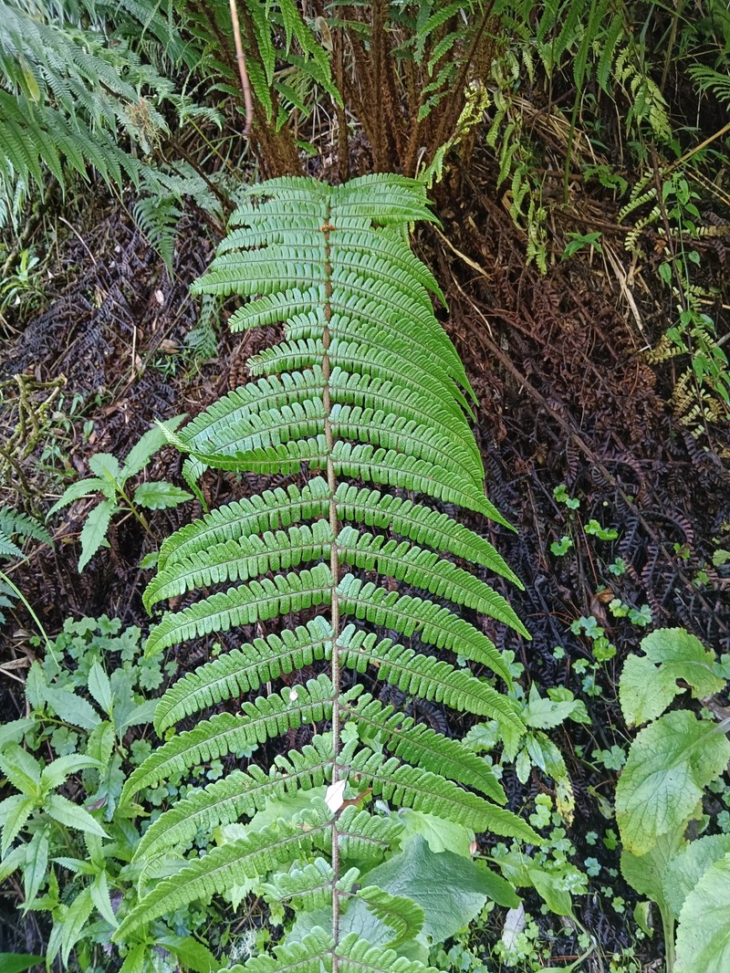 Dryopteris wallichiana subsp. pachyphylla photo 2