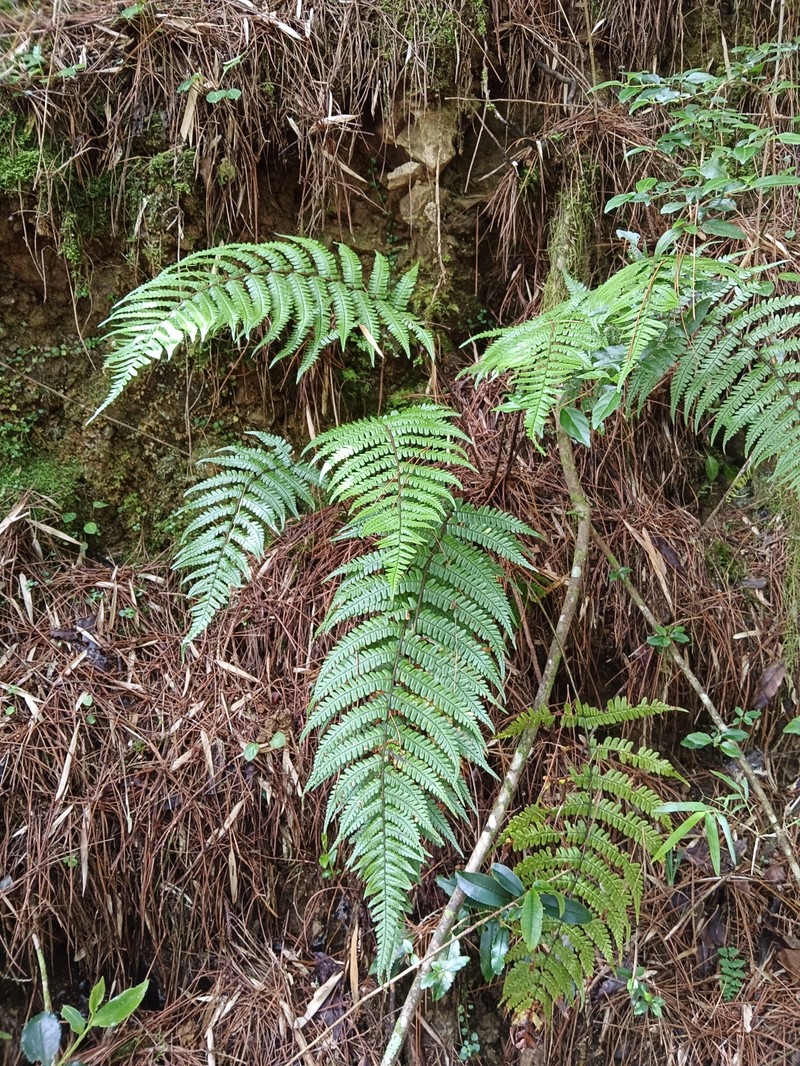 Dryopteris wallichiana subsp. pachyphylla photo 3