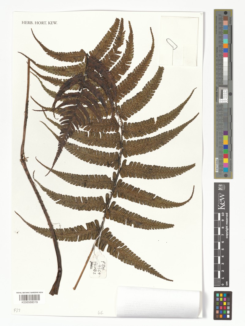 Dryopteris wallichiana subsp. parrisiae