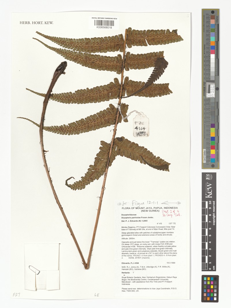 Dryopteris wallichiana subsp. parrisiae photo 2
