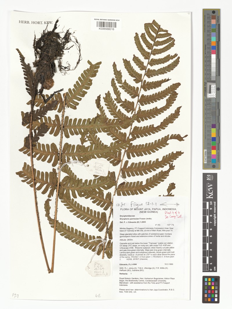 Dryopteris wallichiana subsp. parrisiae photo 3
