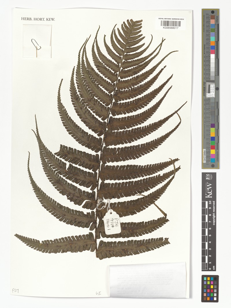 Dryopteris wallichiana subsp. parrisiae photo 4