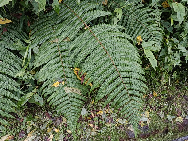 Dryopteris wallichiana subsp. wallichiana