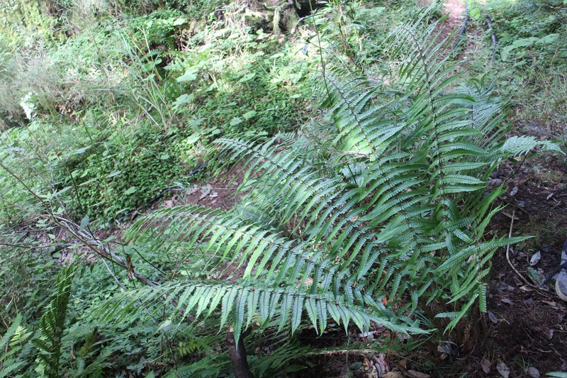 Dryopteris wallichiana subsp. wallichiana photo 2