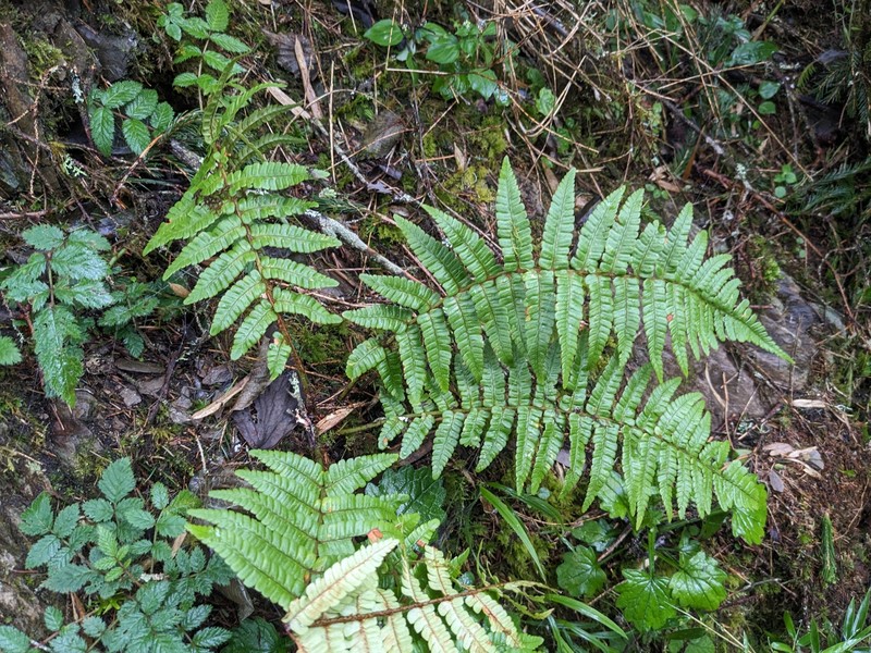 Dryopteris wallichiana subsp. wallichiana photo 3