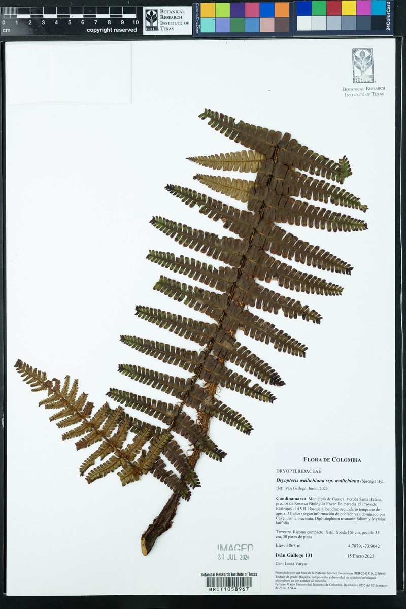 Dryopteris wallichiana subsp. wallichiana photo 4