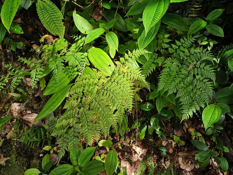 Dryopteris wardii photo 2