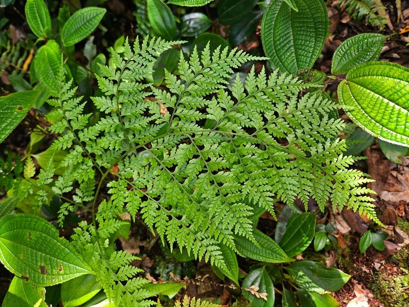 Dryopteris wardii photo 3