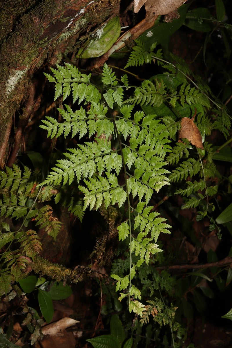 Dryopteris wardii photo 4