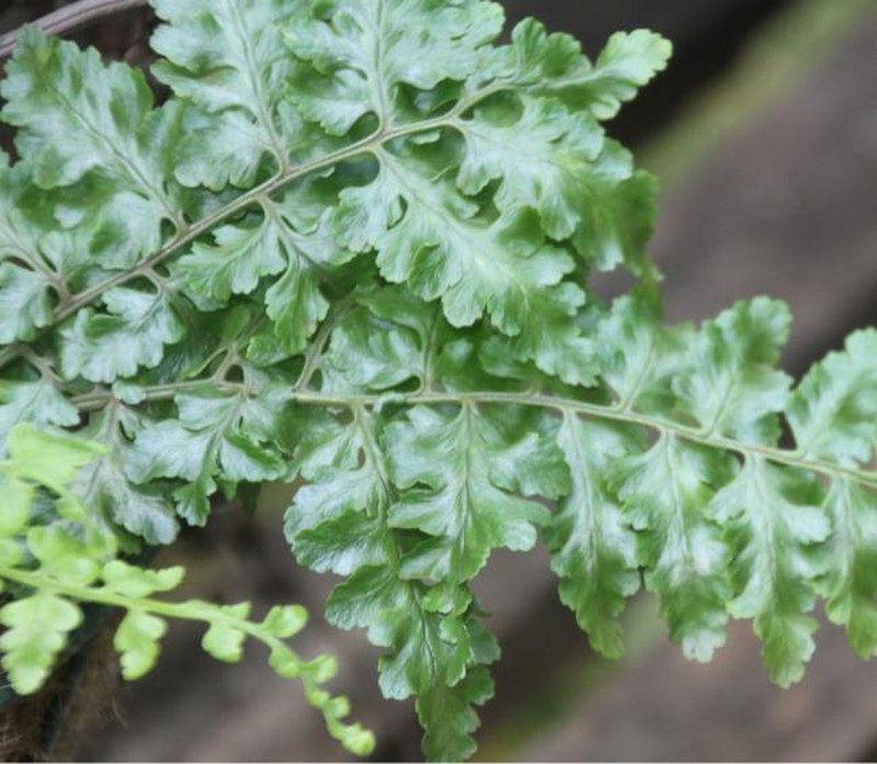 Dryopteris wattsii