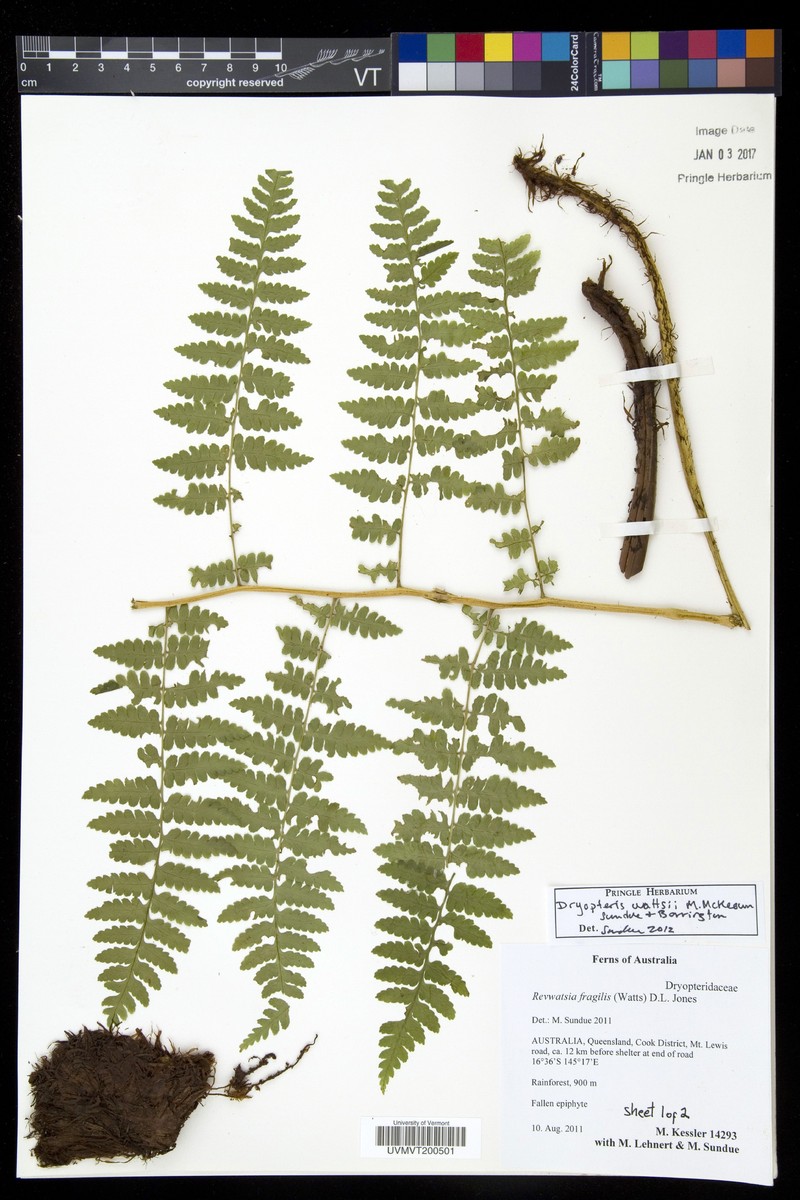 Dryopteris wattsii photo 2