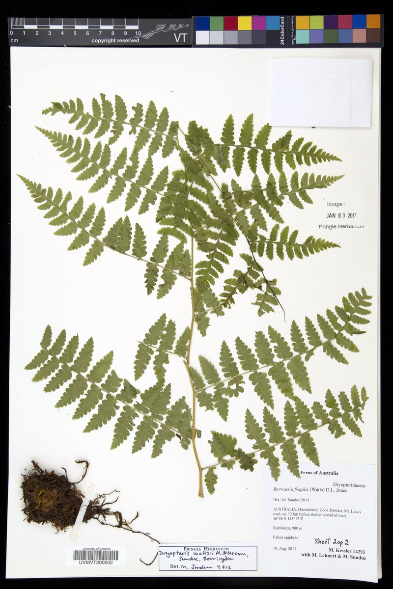 Dryopteris wattsii photo 3