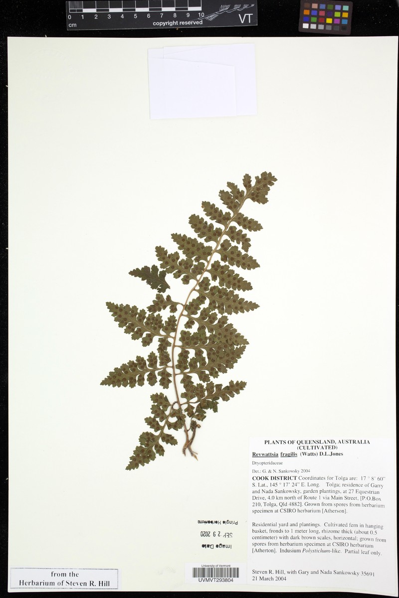 Dryopteris wattsii photo 4