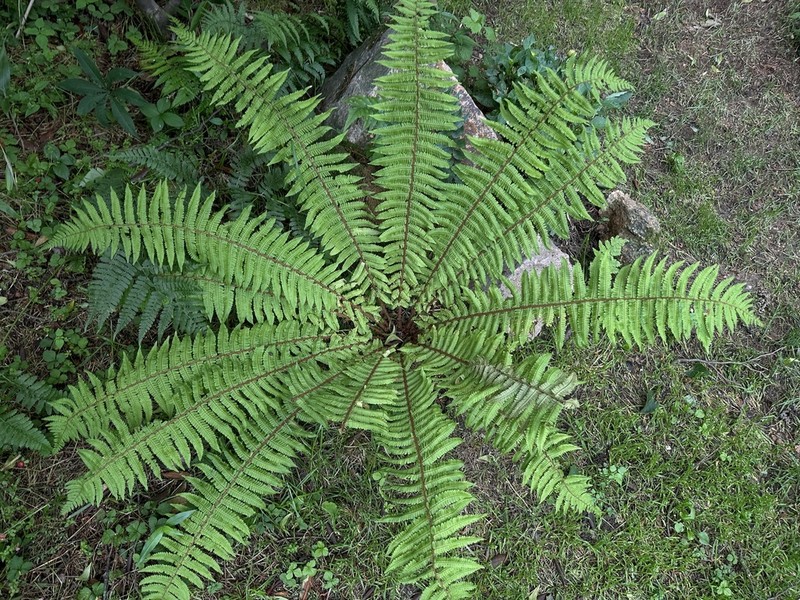 Dryopteris whangshangensis