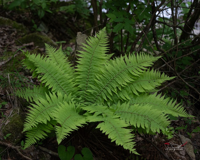 Dryopteris whangshangensis photo 3