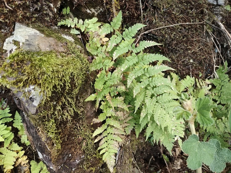 Dryopteris woodsiisora