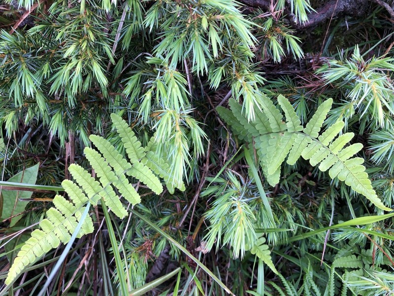 Dryopteris woodsiisora photo 2