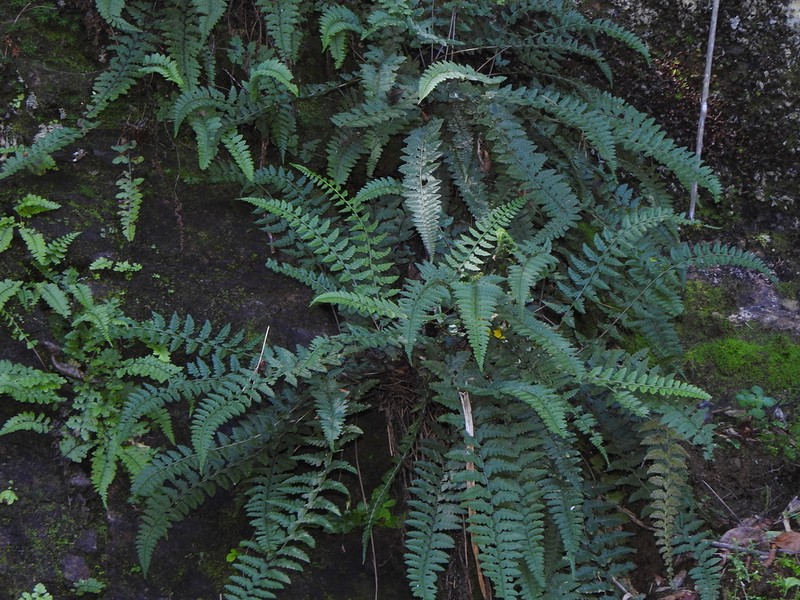 Dryopteris woodsiisora photo 3