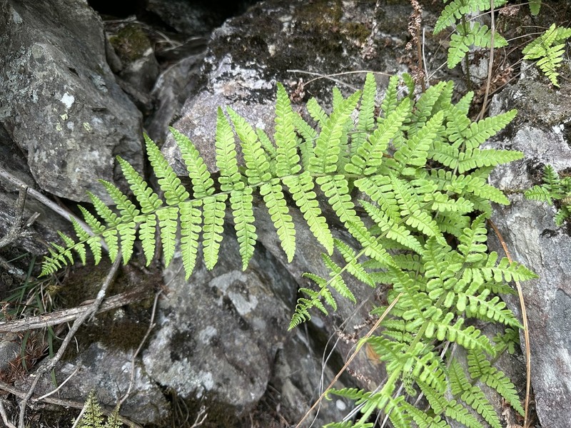 Dryopteris woodsiisora photo 4