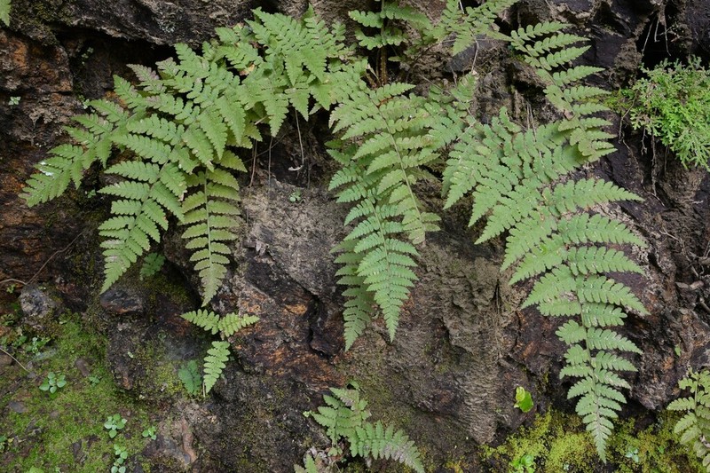 Dryopteris woodsiisora photo 5