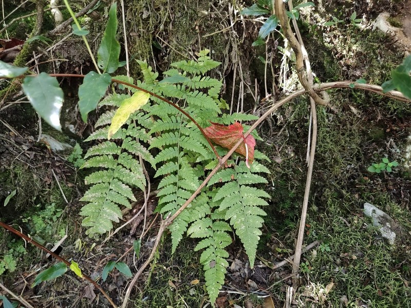 Dryopteris woodsiisora photo 6