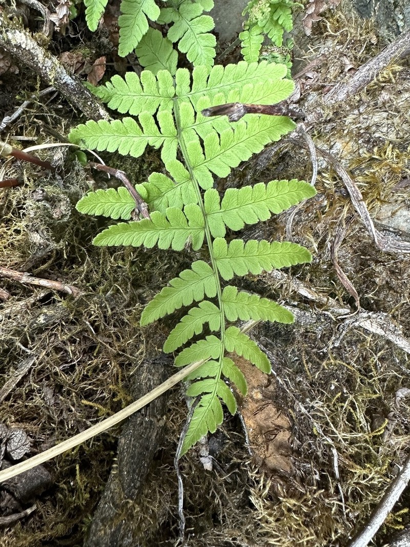 Dryopteris woodsiisora photo 7