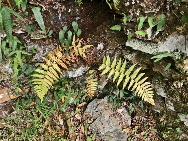 Dryopteris woodsiisora photo 8