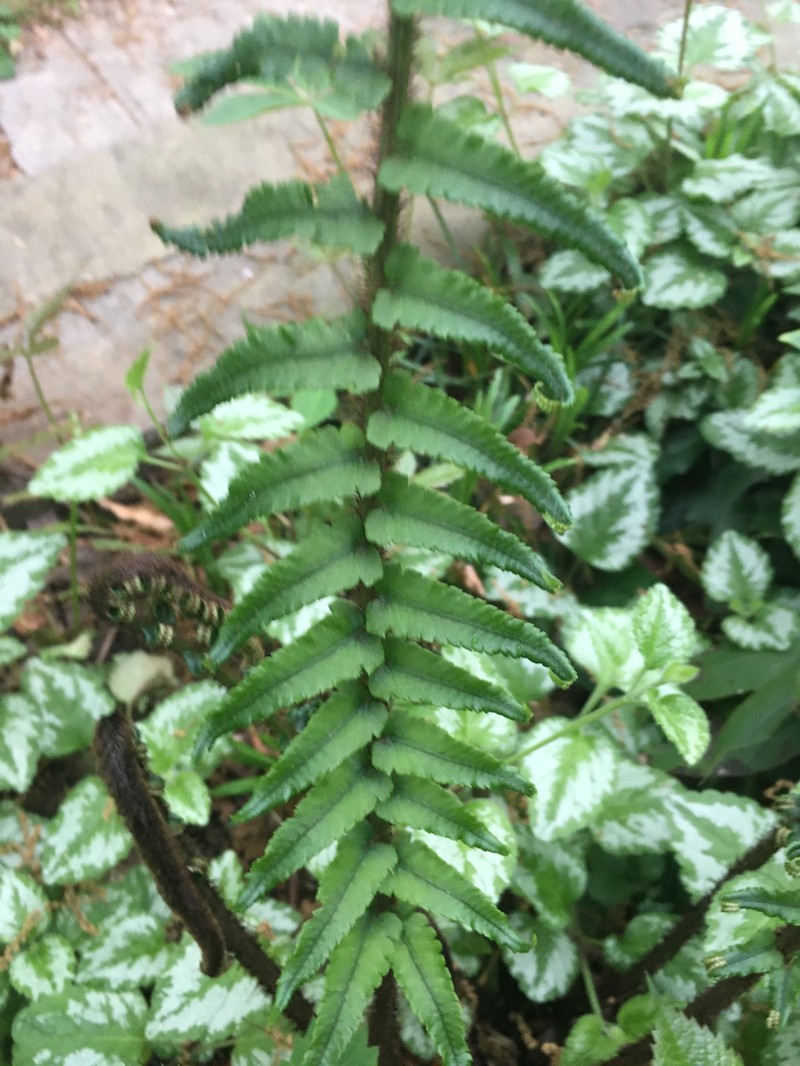 Dryopteris wuyishanica photo 2