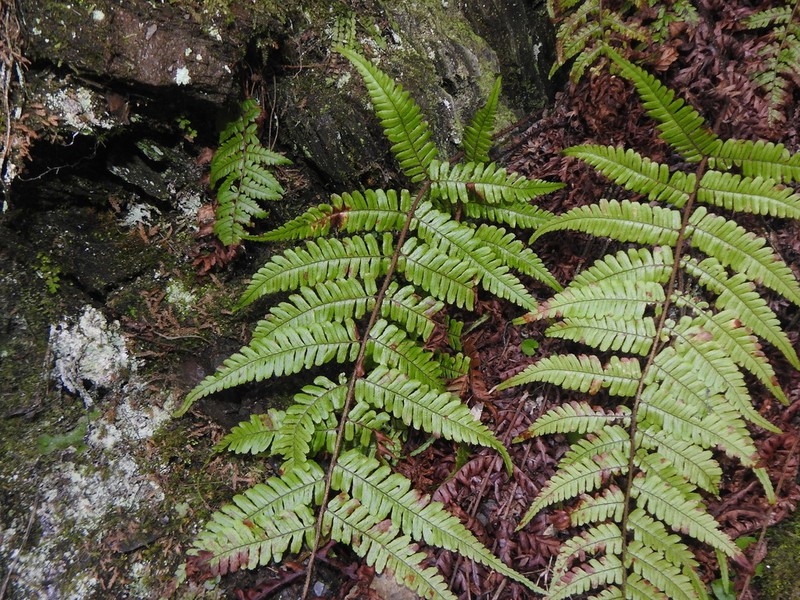 Dryopteris xanthomelas photo 2