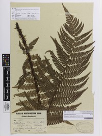 Dryopteris xanthomelas