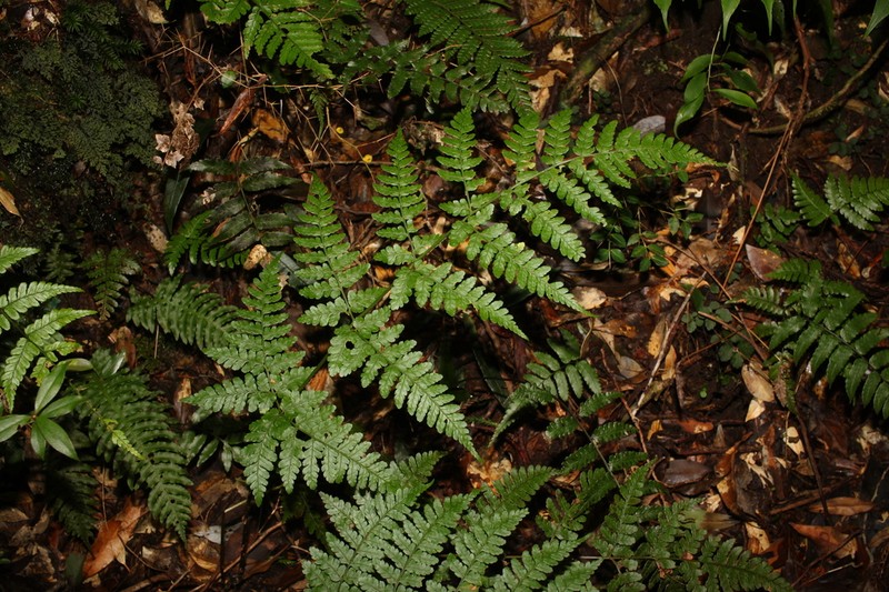 Dryopteris yakusilvicola
