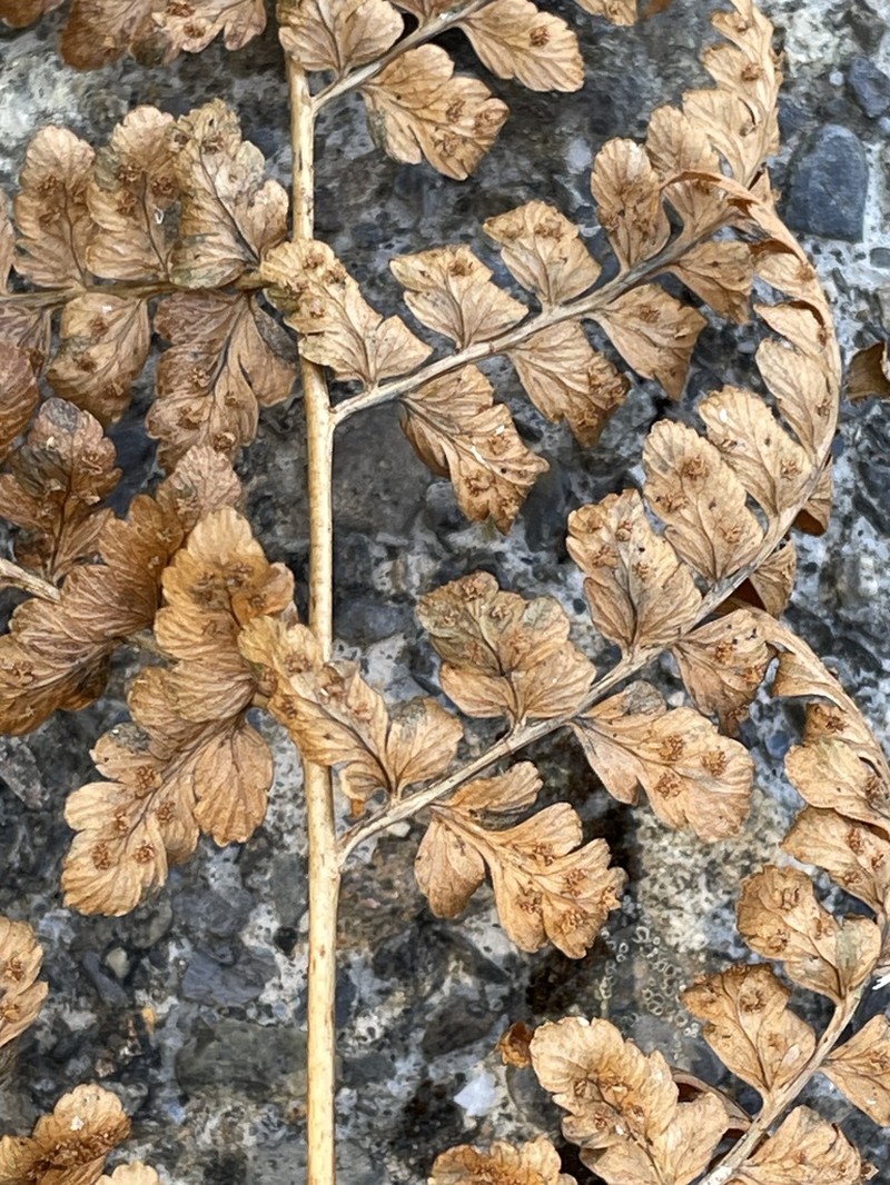 Dryopteris yoroii