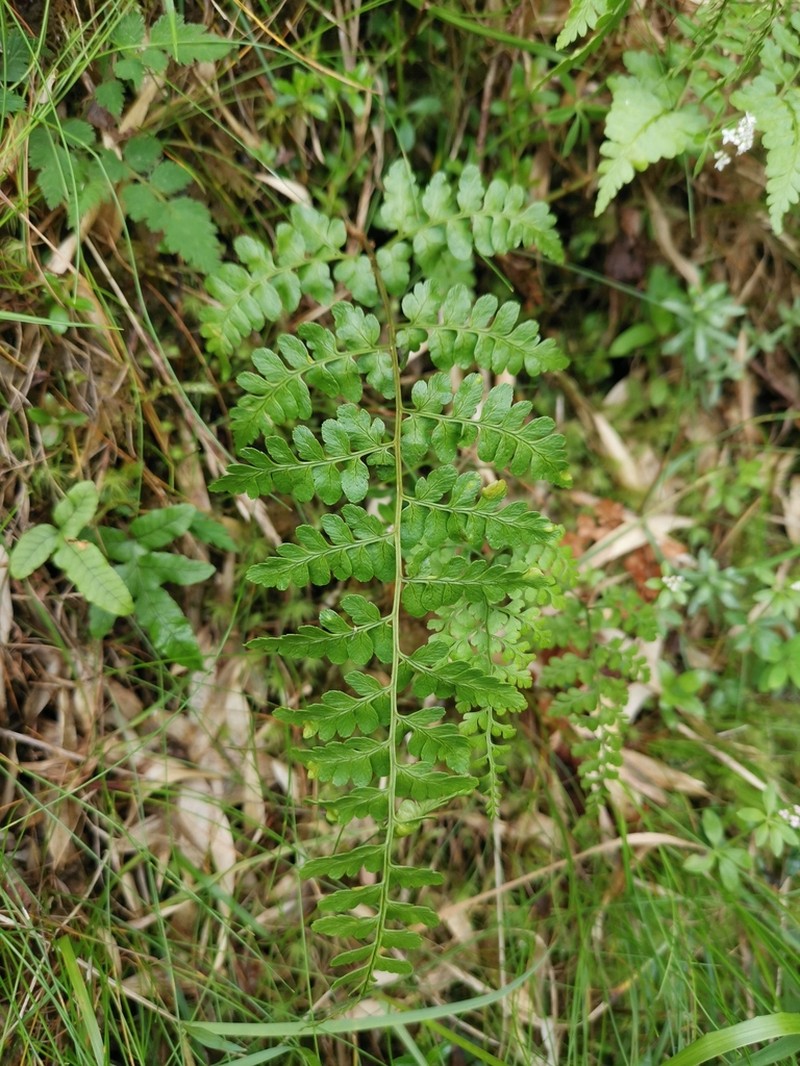 Dryopteris yoroii photo 2