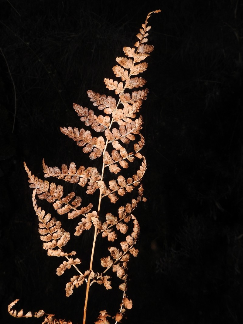Dryopteris yoroii photo 3