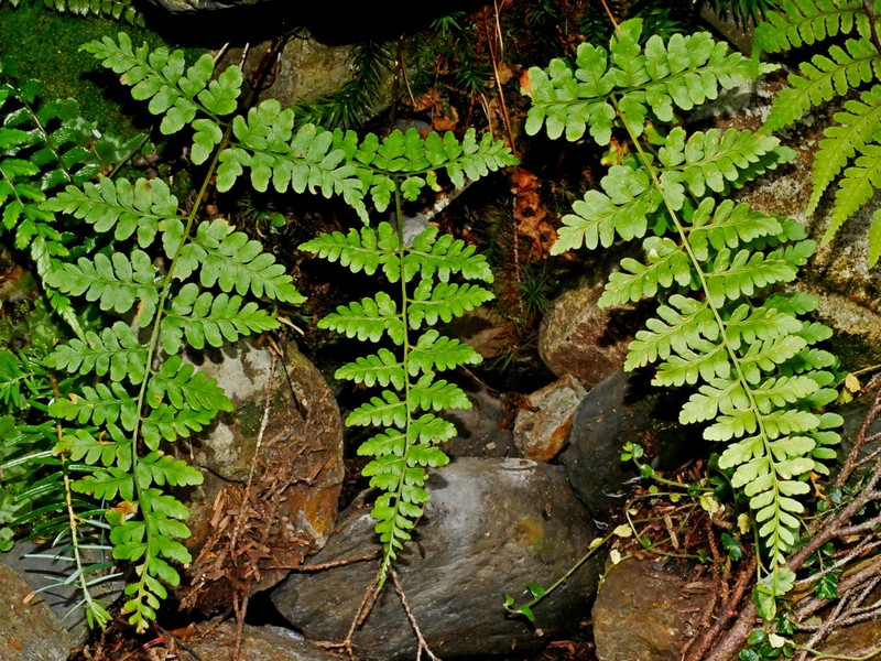 Dryopteris yoroii photo 4