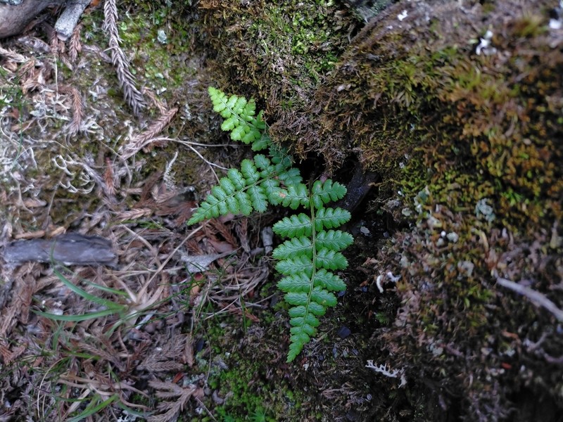 Dryopteris yoroii photo 5