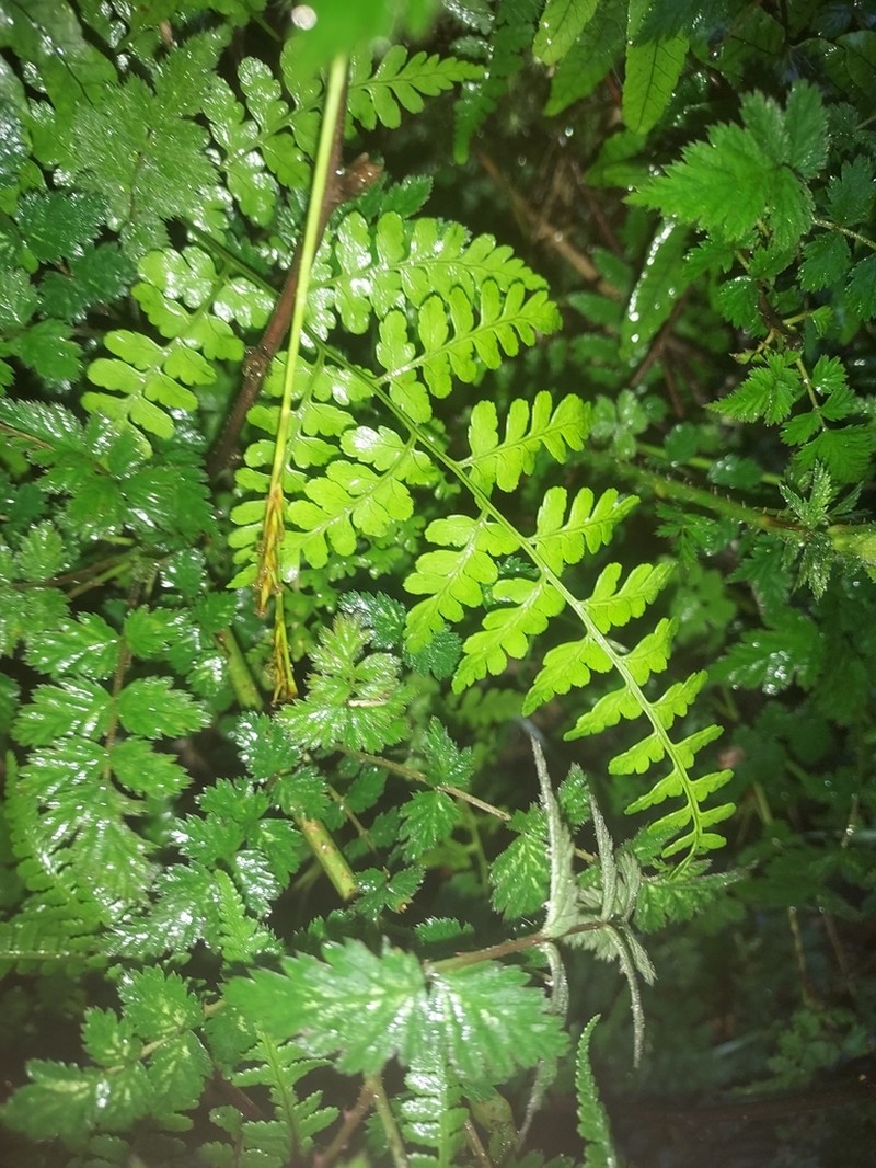 Dryopteris yoroii photo 6