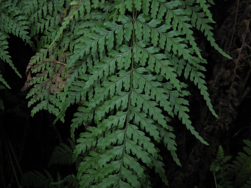 Dryopteris yoroii photo 8