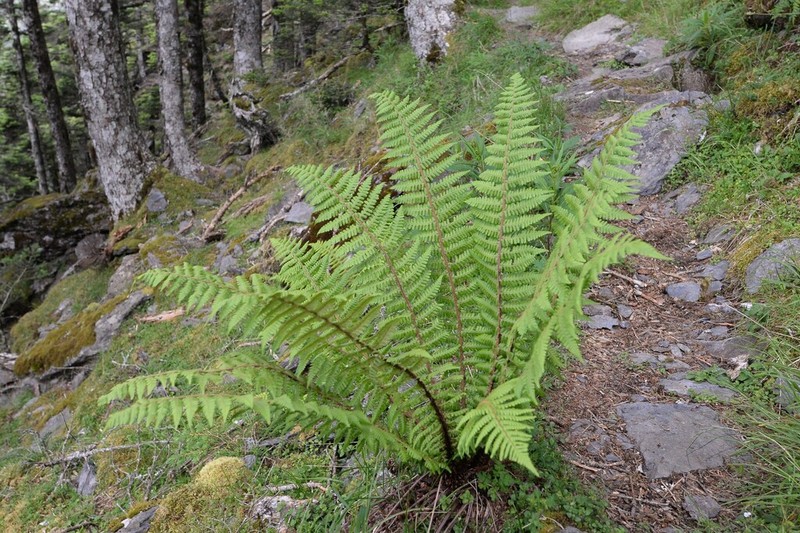 Dryopteris zayuensis