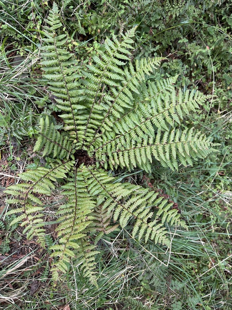 Dryopteris zayuensis photo 2